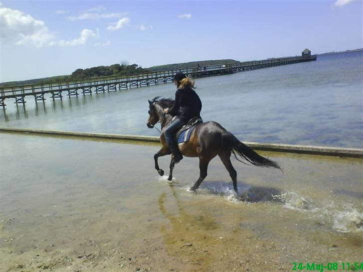 New Forest Casanova - fordi Det Var Første Gang Vi Var Ved Vandet - foto CS. Kadar Arabians billede 9