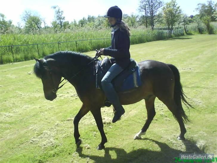 New Forest Casanova - fordi Vi Elsker Turene Med Camilla - foto CS. Kadar Arabians billede 10