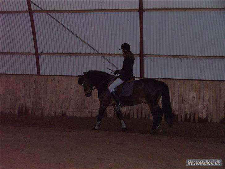 New Forest Casanova - fordi Vi Lige Skulle Prøve Dressur - foto mor billede 11