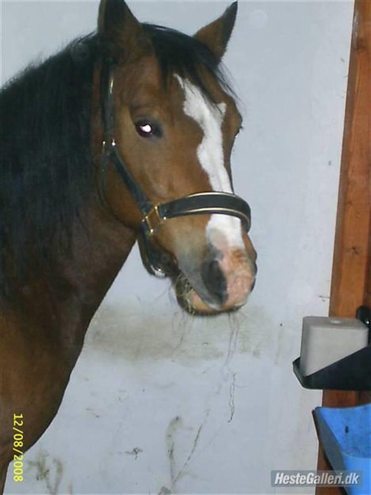 DSP Cavalie's Spoky Joker - hva, bliver det til noget med den aftensmad!!! billede 14