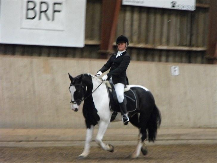Irish Cob athos<333 - mig og athos til klubmesterskaebet i dressur 2009 red lb2 og blev nummer 4 billede 12