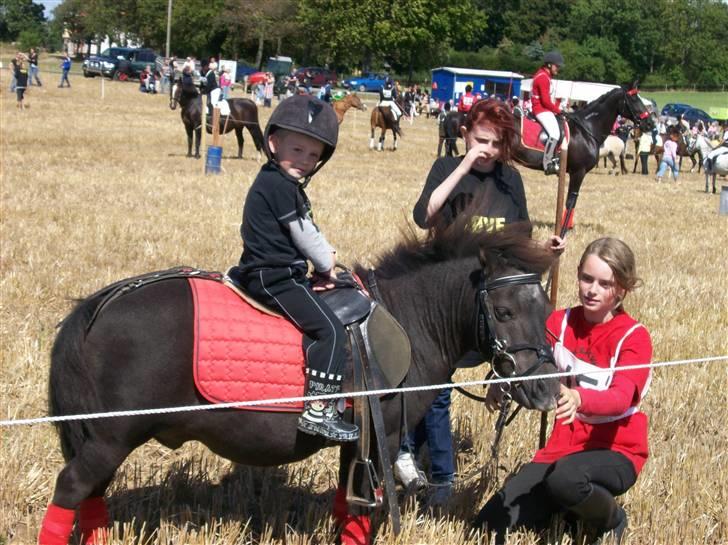 Shetlænder prins<33 R.I.P :'( - prins&gris&miq<3 til ringridning<3 ;D  billede 10