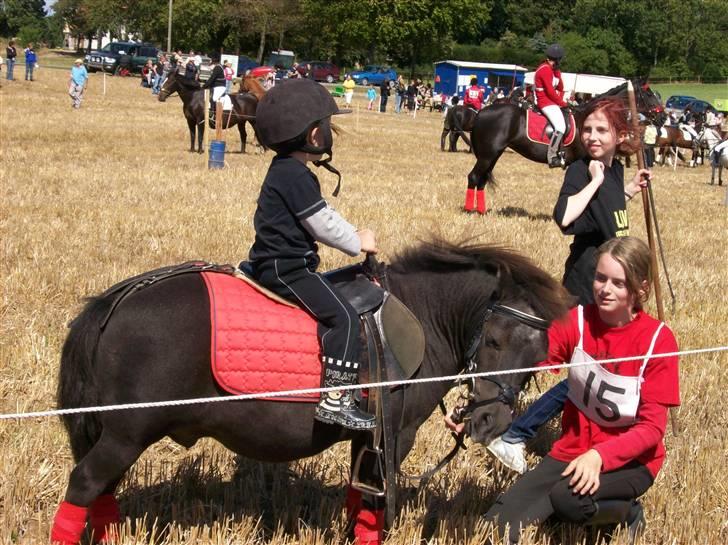 Shetlænder prins<33 R.I.P :'( - min lille bror sider påe ham til ringridning<3 ;D  billede 11