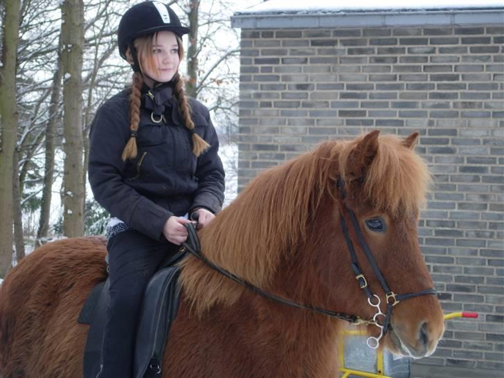 Islænder Funi F. Lykkesholm - #19 Der hjemme i snevejret Foto: Mor billede 19