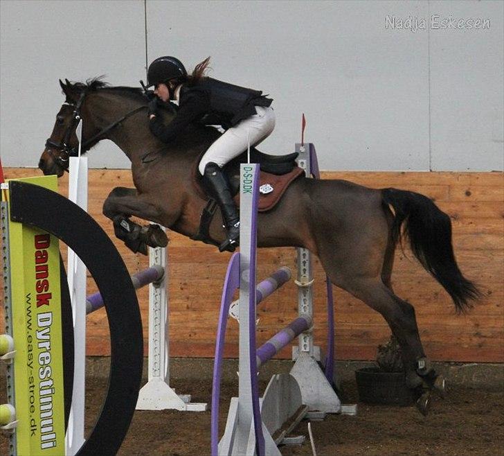 Anden særlig race Baloü B-pony<3 - Balou i Ikast :D Ved godt han tager en bom, men han gik pisse godt og billede er også godt <3 billede 4
