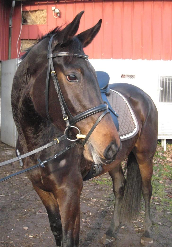 Holstener Enghøjs Minuet - 29.12.08 - Efter træning... billede 2