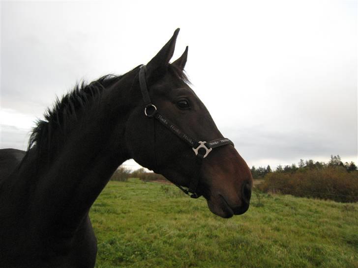 Holstener Enghøjs Minuet - <3 billede 5