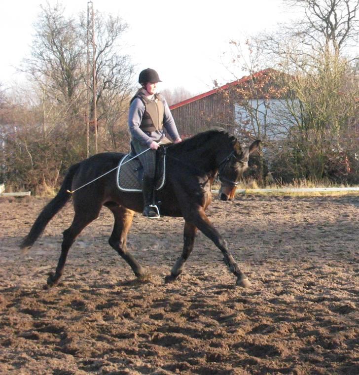 Holstener Enghøjs Minuet - 29.12.08 billede 6