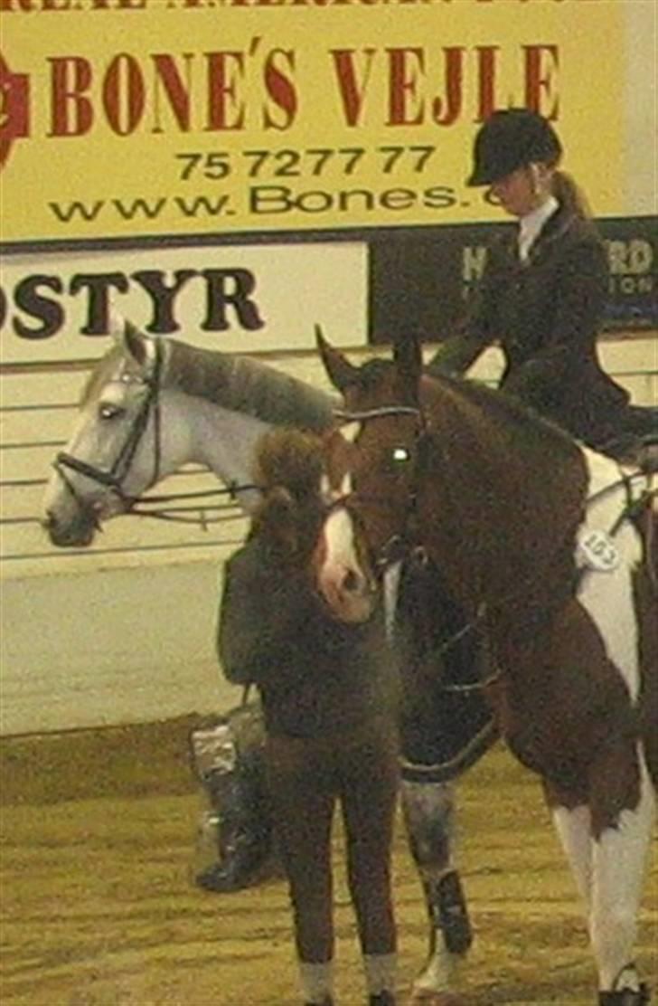 Dansk Varmblod Loretta - Solgt :'( - 1.plads i vejle LB <3 billede 18