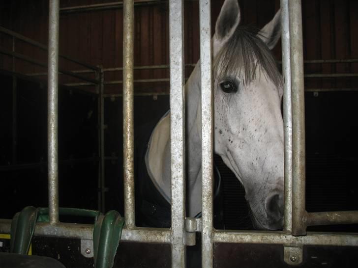 Dansk Varmblod Loretta - Solgt :'( - i boksen i vejle <3 billede 19