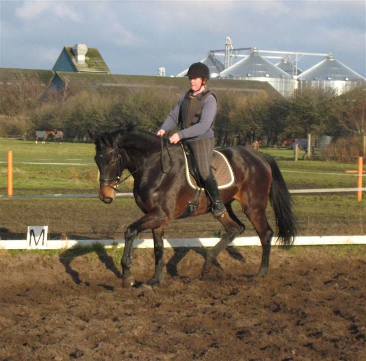 Holstener Enghøjs Minuet - 29.12.08 billede 8