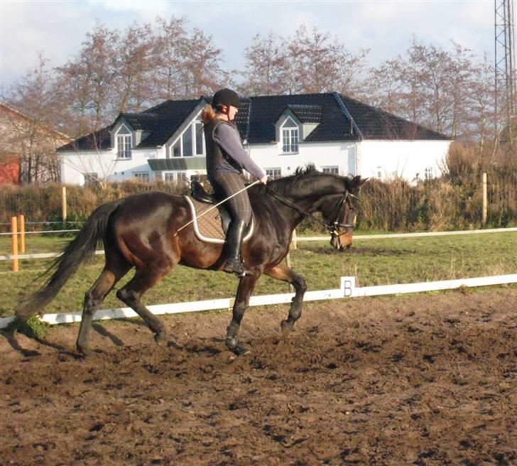 Holstener Enghøjs Minuet - 29.12.08 billede 14