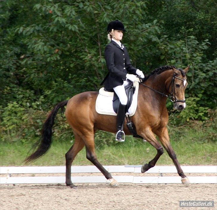 New Forest Orchid´s Sheila SOLGT - Hold DM frederikshavn - Taget af Sille Engermann billede 14
