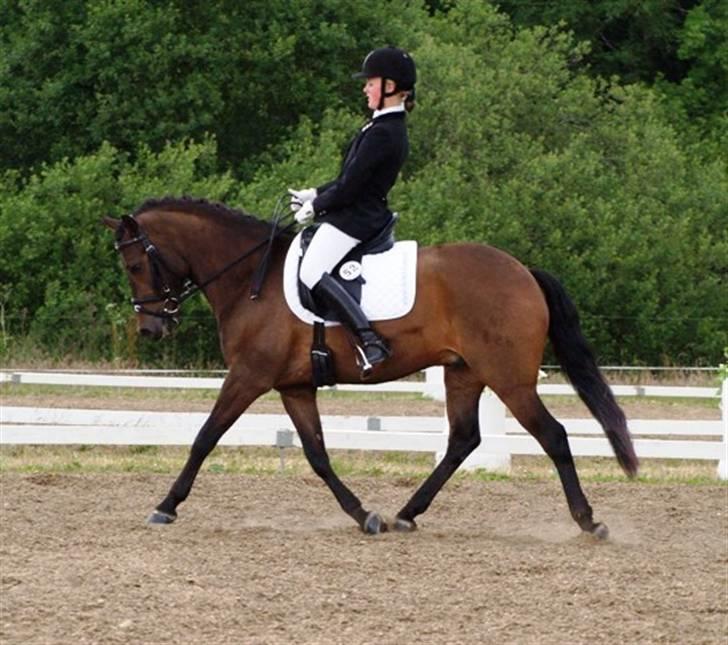 New Forest Lilholts Figo SOLGT - Sydjydsk mesterskab - hold billede 1