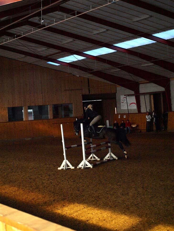 New Forest Tanholt Lucky **SOLGT**  - Jo vildere jo bedre.. hehe billede 4