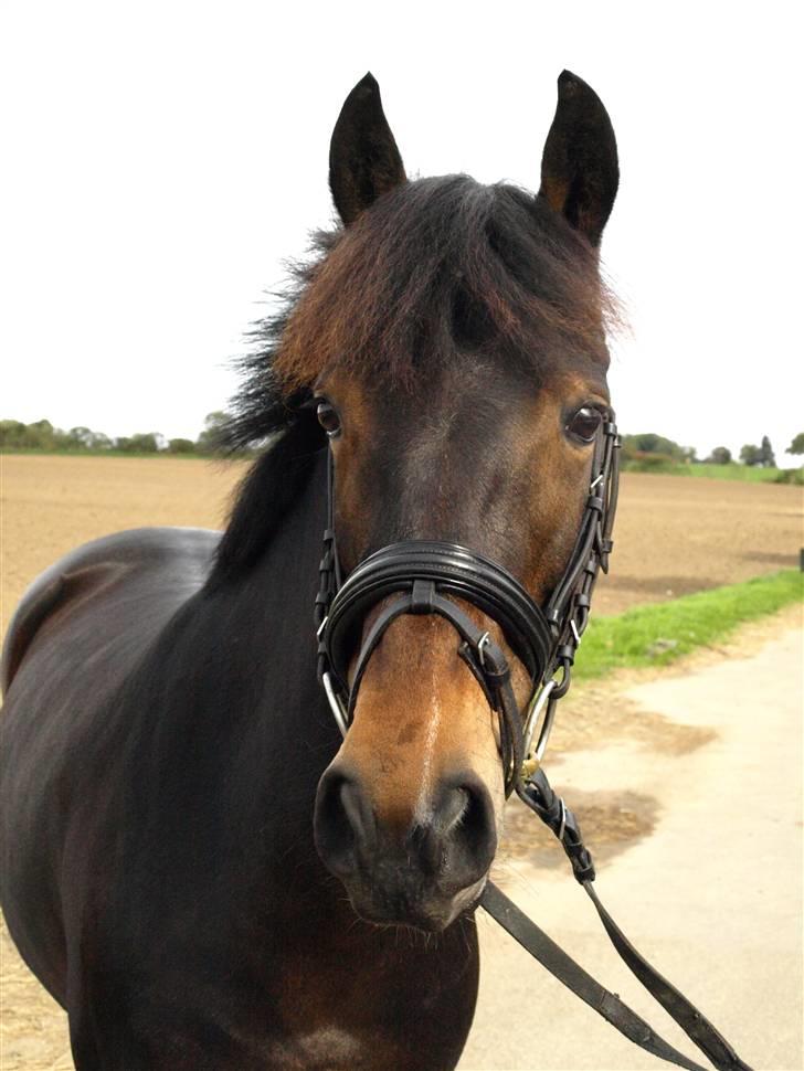 New Forest Tanholt Lucky **SOLGT**  billede 7