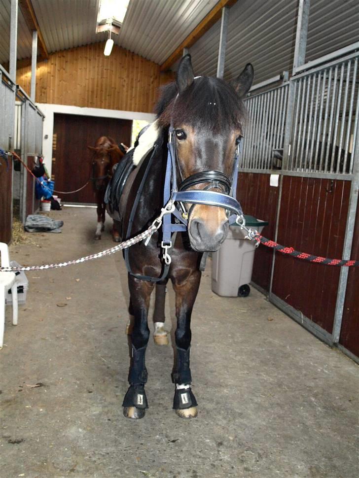 New Forest Tanholt Lucky **SOLGT**  - Skal snart til at være en smule seriøs :D billede 8