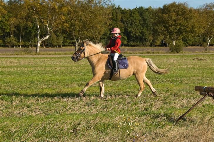 Fjordhest mille - mille og mig der galoper billede 1