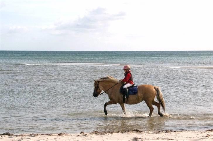 Fjordhest mille - mille og mig der rider i vandet billede 2