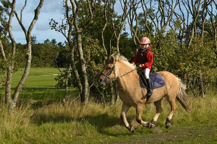 Fjordhest mille - mille og mig der galoper billede 3