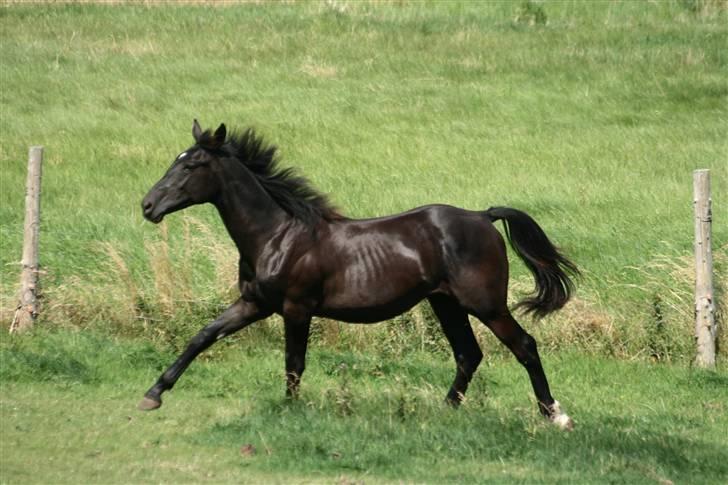 Anden særlig race  Nirvana (SOLGT 2009) billede 1