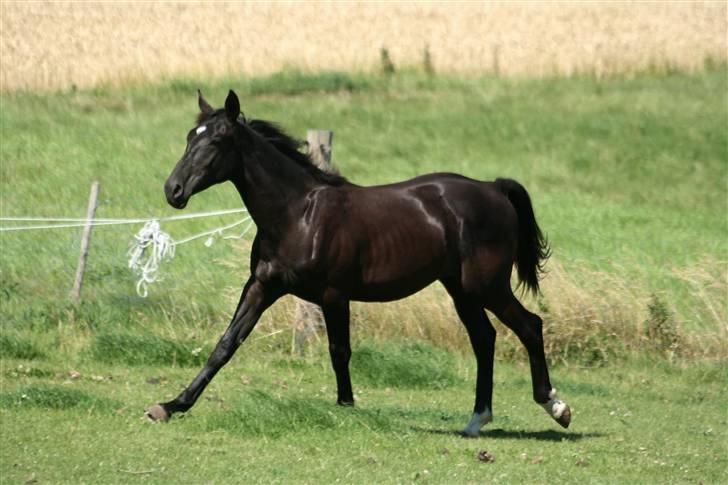 Anden særlig race  Nirvana (SOLGT 2009) billede 2