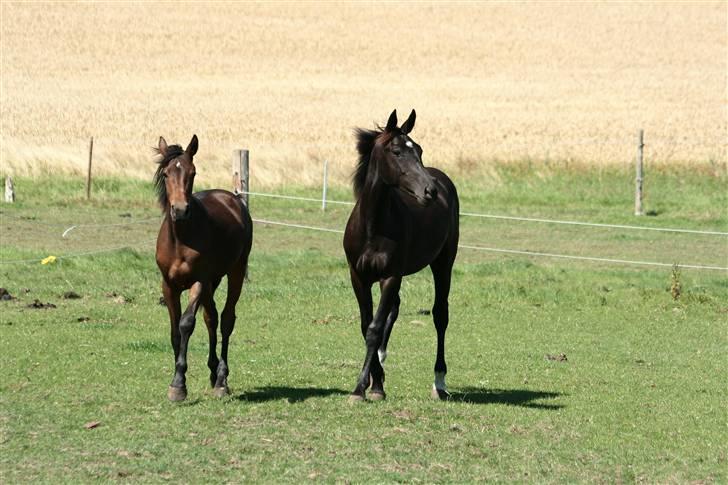 Anden særlig race  Nirvana (SOLGT 2009) billede 3