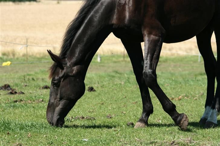 Anden særlig race  Nirvana (SOLGT 2009) billede 4