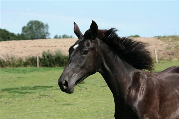 Anden særlig race  Nirvana (SOLGT 2009) billede 5