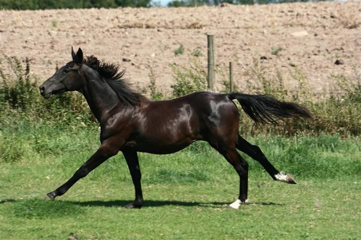 Anden særlig race  Nirvana (SOLGT 2009) billede 6