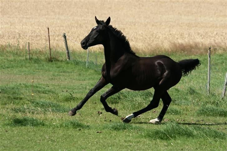 Anden særlig race  Nirvana (SOLGT 2009) billede 9