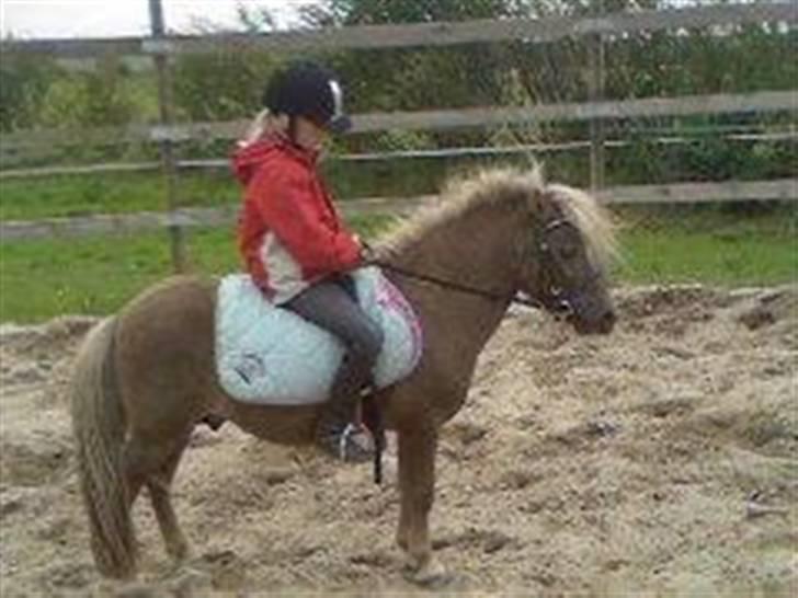 Shetlænder Silvermoon billede 9