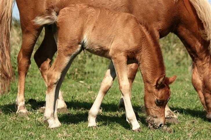 Anden særlig race Vanilla Soft (solgt) billede 1