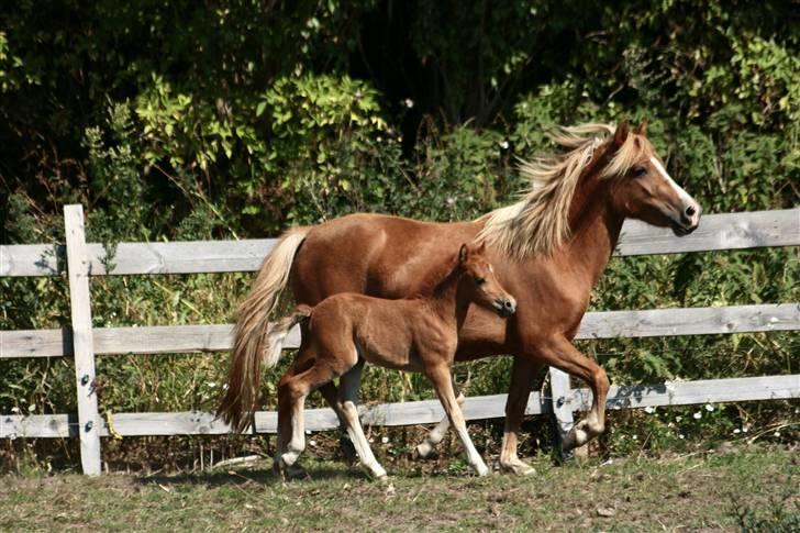 Anden særlig race Vanilla Soft (solgt) billede 3