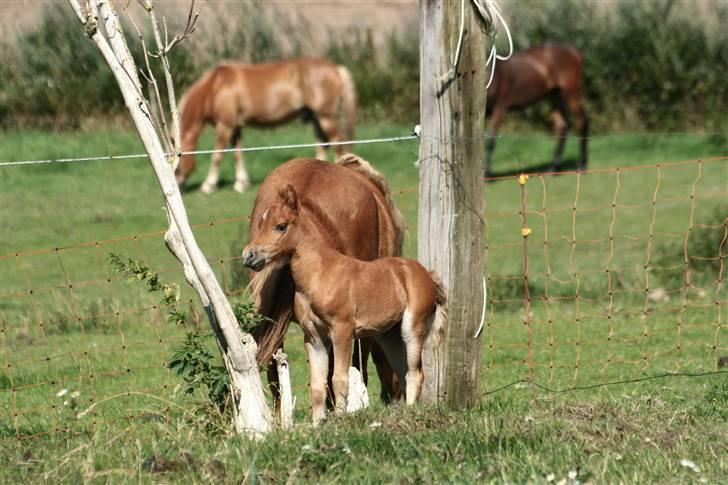 Anden særlig race Vanilla Soft (solgt) billede 4