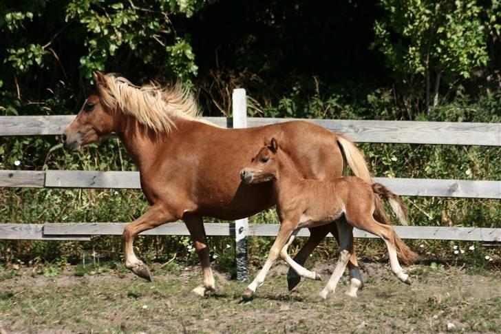 Anden særlig race Vanilla Soft (solgt) billede 5