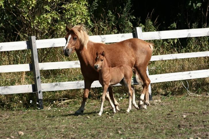 Anden særlig race Vanilla Soft (solgt) billede 6