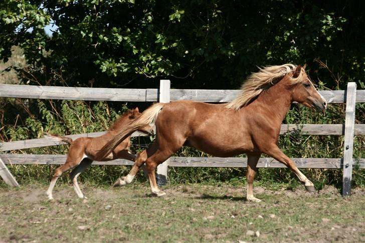 Anden særlig race Vanilla Soft (solgt) billede 7