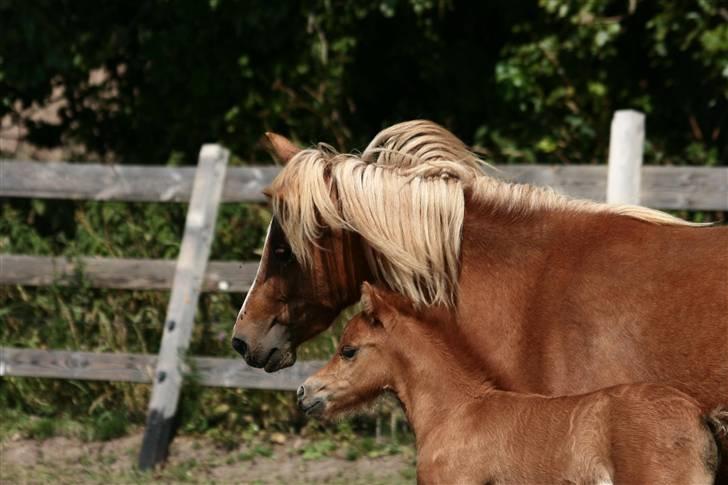 Anden særlig race Vanilla Soft (solgt) billede 8