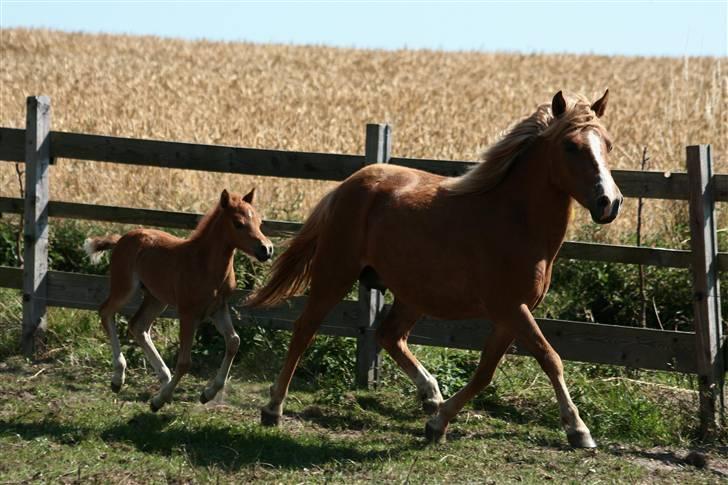 Anden særlig race Vanilla Soft (solgt) billede 9