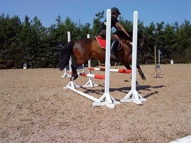 Connemara Bobby Af Boest-Nørregaard - Han løber, så det bliver flaaat.. billede 9