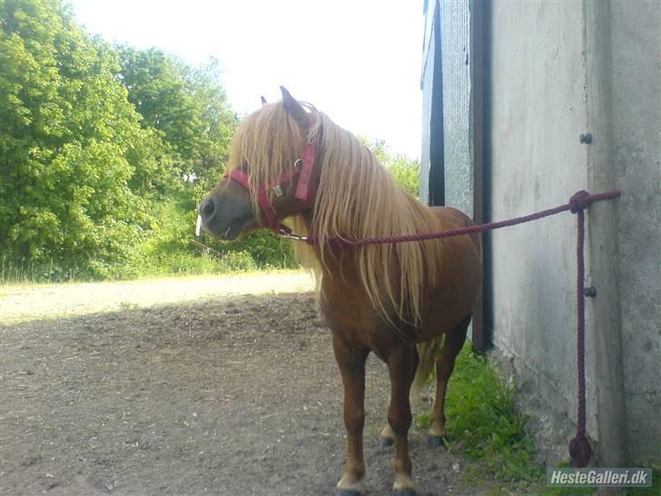 Shetlænder Victor *RIP ´07* billede 9