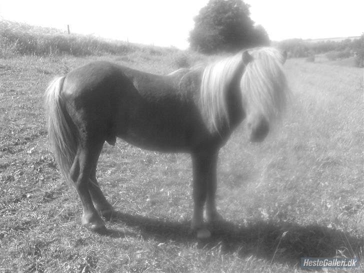 Shetlænder Victor *RIP ´07* billede 10