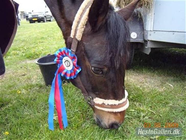 Connemara Bobby Af Boest-Nørregaard - Smukke billede 10
