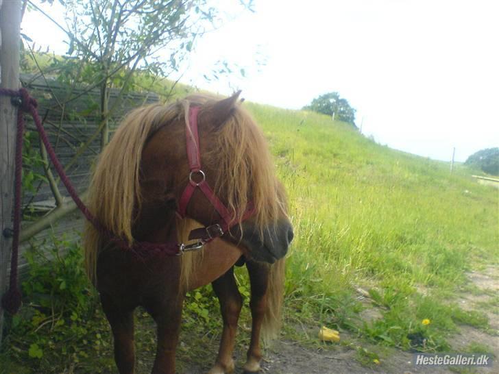 Shetlænder Victor *RIP ´07* billede 11