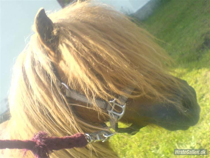 Shetlænder Victor *RIP ´07* billede 12