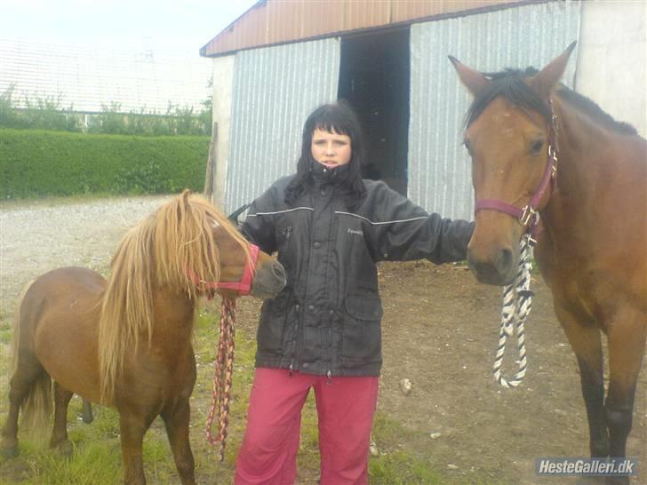 Shetlænder Victor *RIP ´07* billede 13