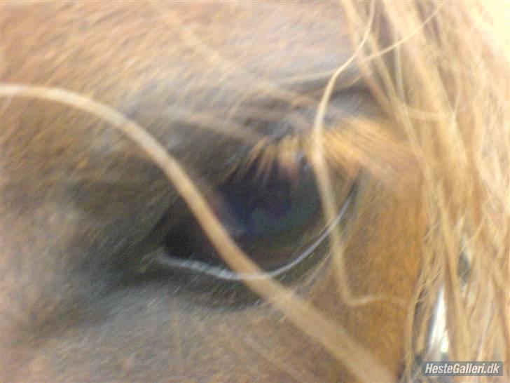 Shetlænder Victor *RIP ´07* billede 14