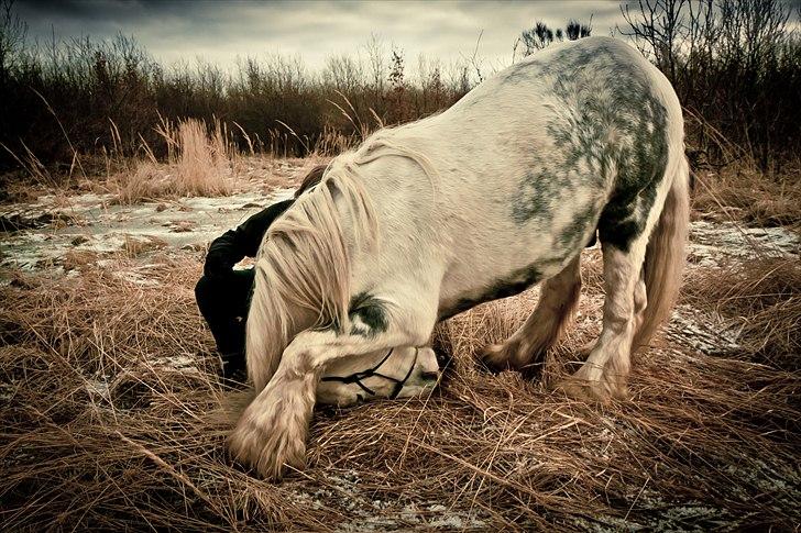 Irish Cob Little Big Bobby Beer - #4 - Chiloux foto. billede 4