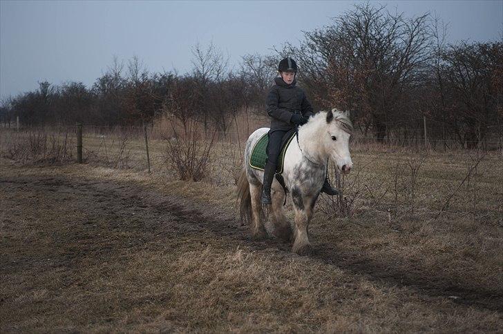 Irish Cob Little Big Bobby Beer - #6 - snow wonderland billede 6